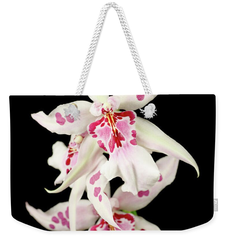 Black Color Weekender Tote Bag featuring the photograph White Orchid Black Background by Imv