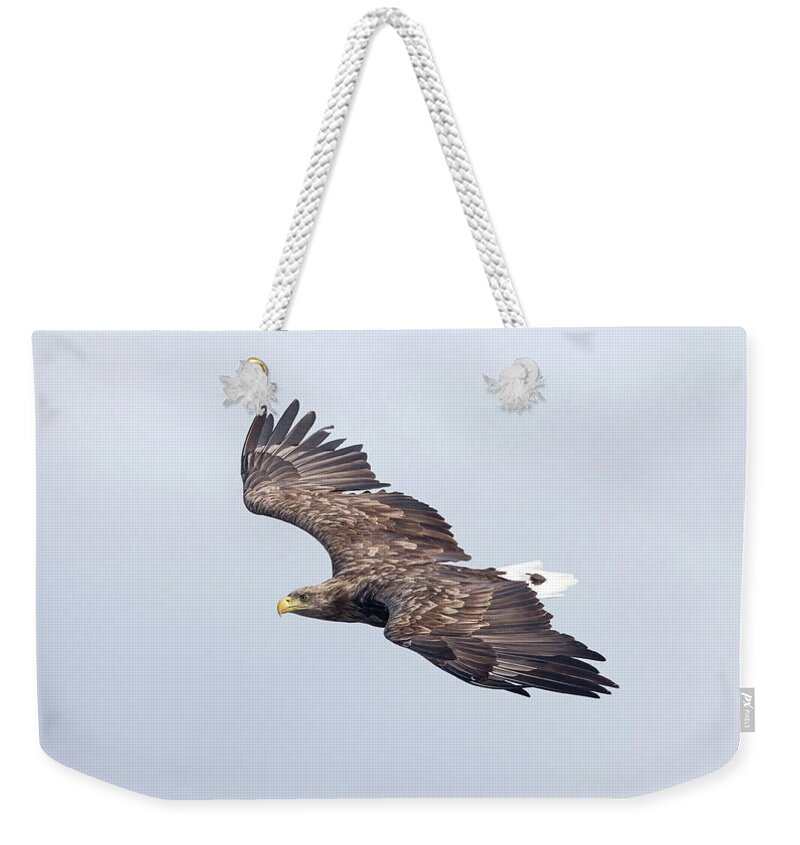 White Weekender Tote Bag featuring the photograph White-Tailed Eagle Approaching by Pete Walkden