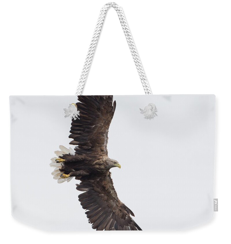 White Weekender Tote Bag featuring the photograph White-Tailed Eagle Wingspan by Pete Walkden