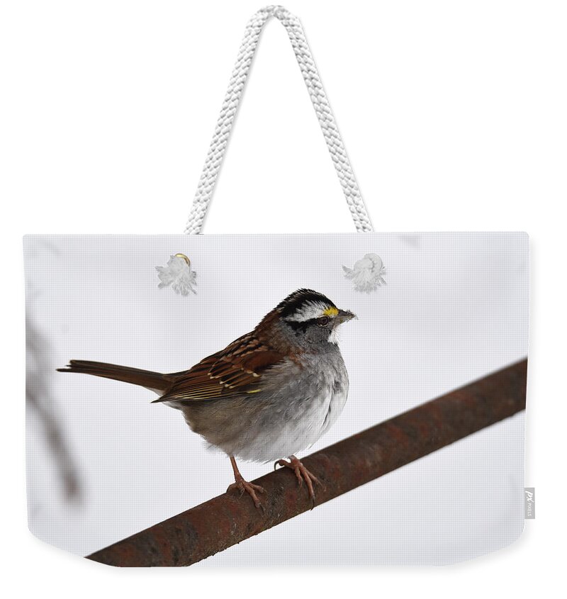 Sparrow Weekender Tote Bag featuring the photograph White-throated Sparrow 3 by Ann Bridges