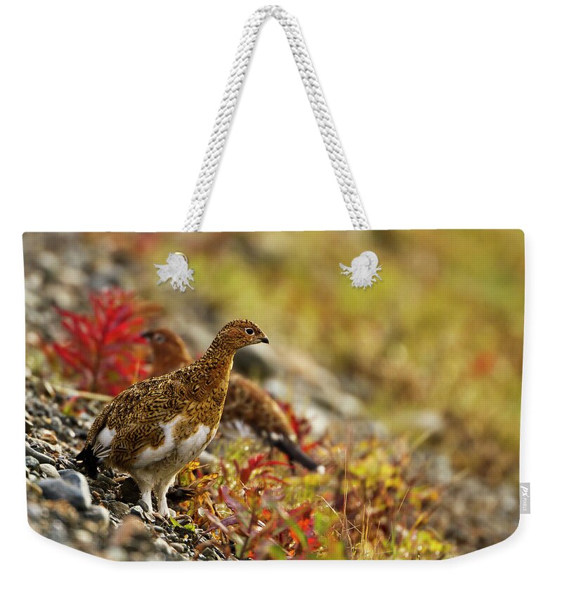 Animals In The Wild Weekender Tote Bag featuring the photograph Willow Ptarmigan Lagopus Lagopus by Gary Schultz / Design Pics