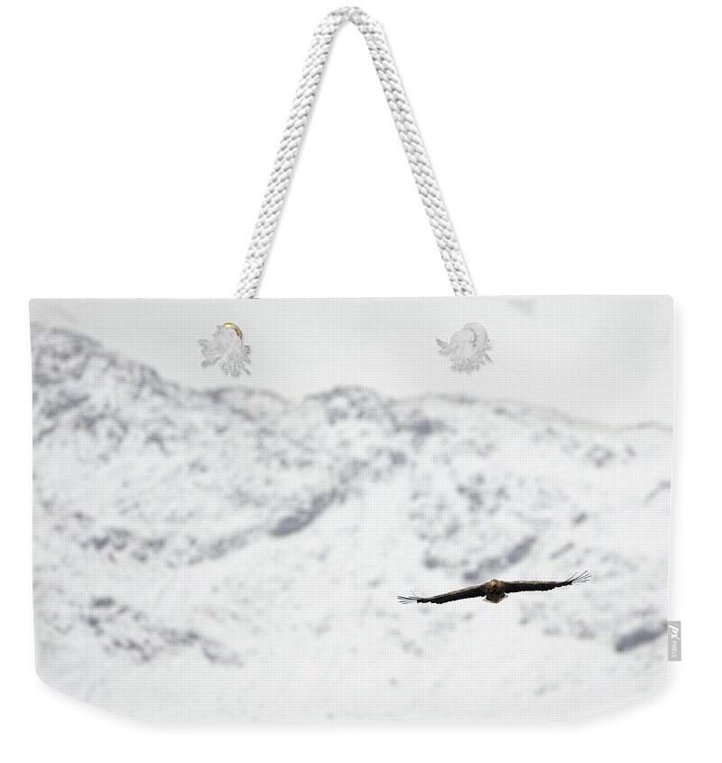 White Weekender Tote Bag featuring the photograph Winter White-Tailed Eagle by Pete Walkden