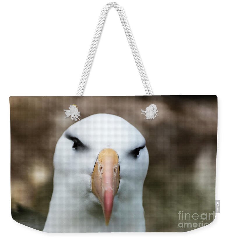 Black-browed Albatross Weekender Tote Bag featuring the photograph Wisdom by Paulette Sinclair
