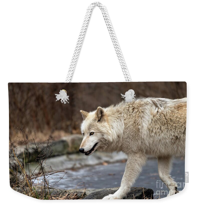 Wolf Weekender Tote Bag featuring the photograph Wolf on the move by Sam Rino
