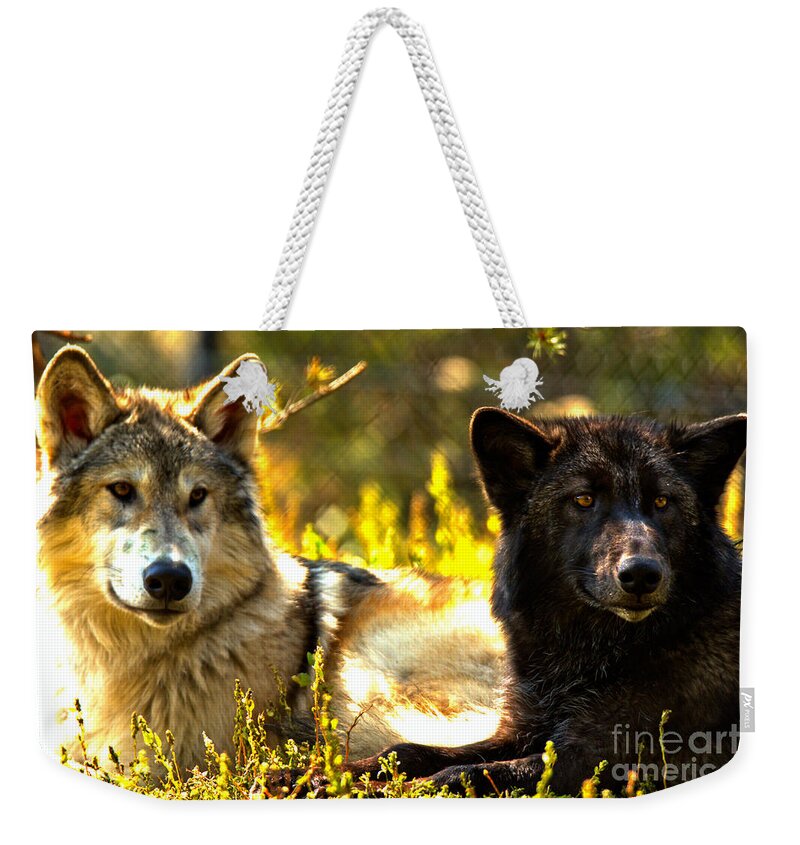 Wolf Weekender Tote Bag featuring the photograph Wolf Pups At Rest by Adam Jewell