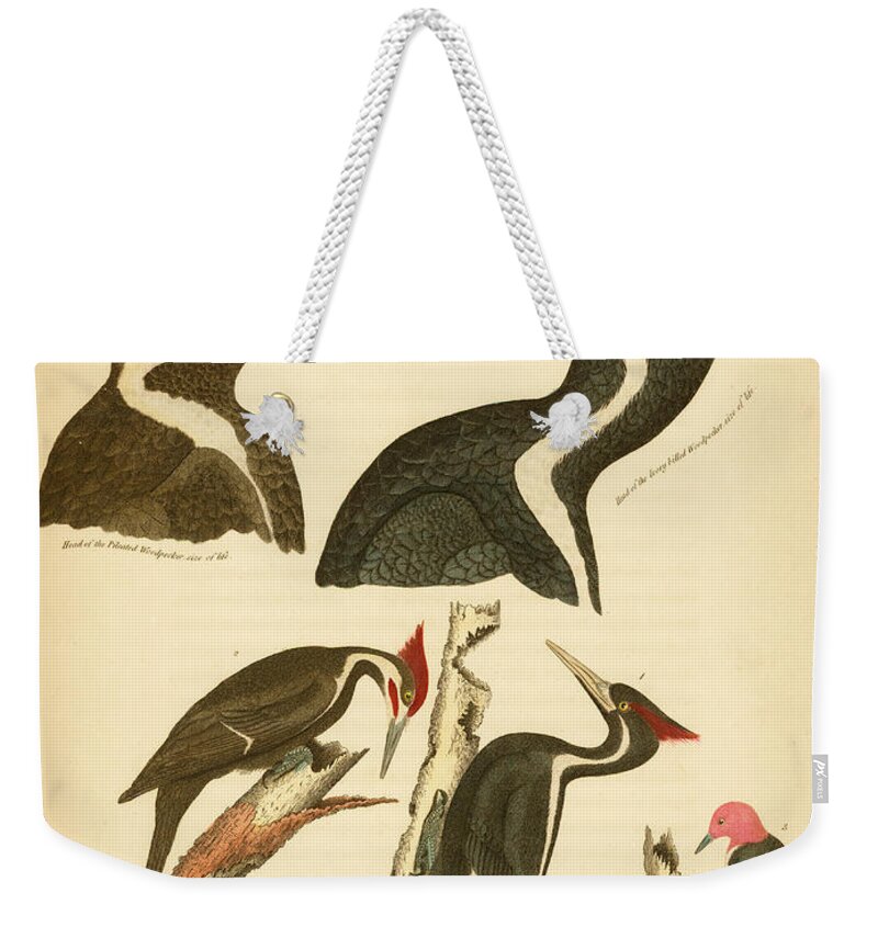 Birds Weekender Tote Bag featuring the mixed media Woodpeckers by Alexander Wilson