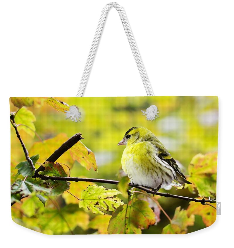 Cute Weekender Tote Bag featuring the photograph Yellow bird by Top Wallpapers