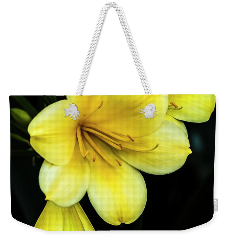 Macro Weekender Tote Bag featuring the photograph Yellow Clivia by Ginger Stein