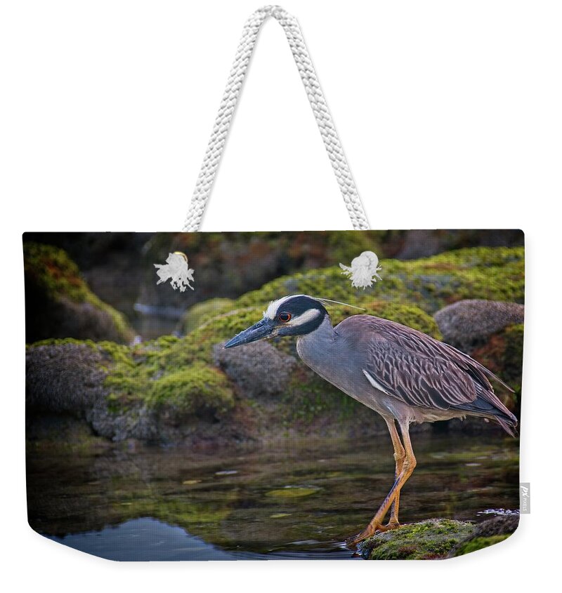 Coral Cove Weekender Tote Bag featuring the photograph Yellow-crowned Night Heron by Steve DaPonte