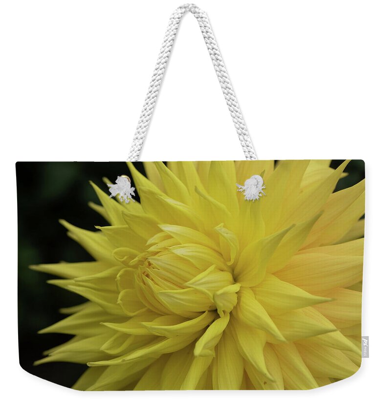 105mm Weekender Tote Bag featuring the photograph Yellow Dahlia by Laura Macky