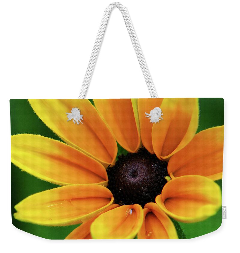 Yellow Flowers Weekender Tote Bag featuring the photograph Yellow Flower Black Eyed Susan by Christina Rollo