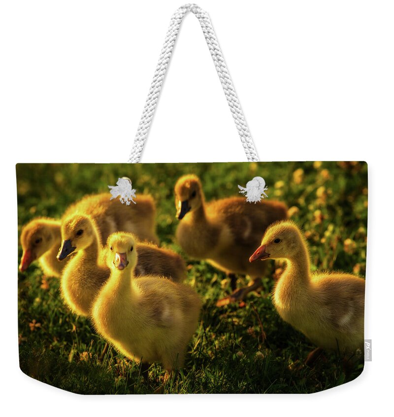 Goslings Geese Canada Geese Goose Grass Flowers Spring Green Yellow Wildlife Stoughton Wi Wisconsin Ducklings Weekender Tote Bag featuring the photograph Wild yellow goslings in springtime grass and flowers by Peter Herman