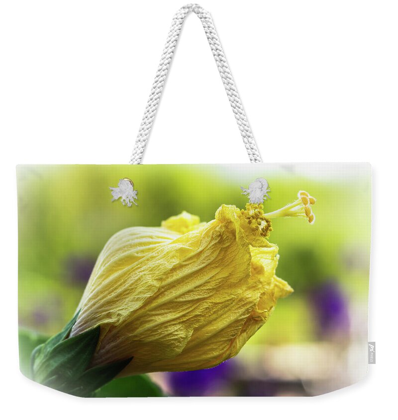 Outdoors Weekender Tote Bag featuring the photograph Yellow mature hibiscus by Silvia Marcoschamer