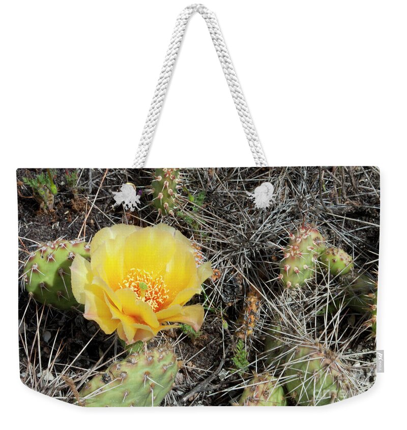 Flower Weekender Tote Bag featuring the photograph Yellow Prickly Pear by Julia McHugh
