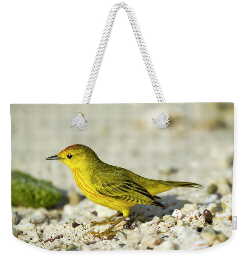 Bird Weekender Tote Bag featuring the photograph Yellow Warbler On Genovesa Island by Tui De Roy