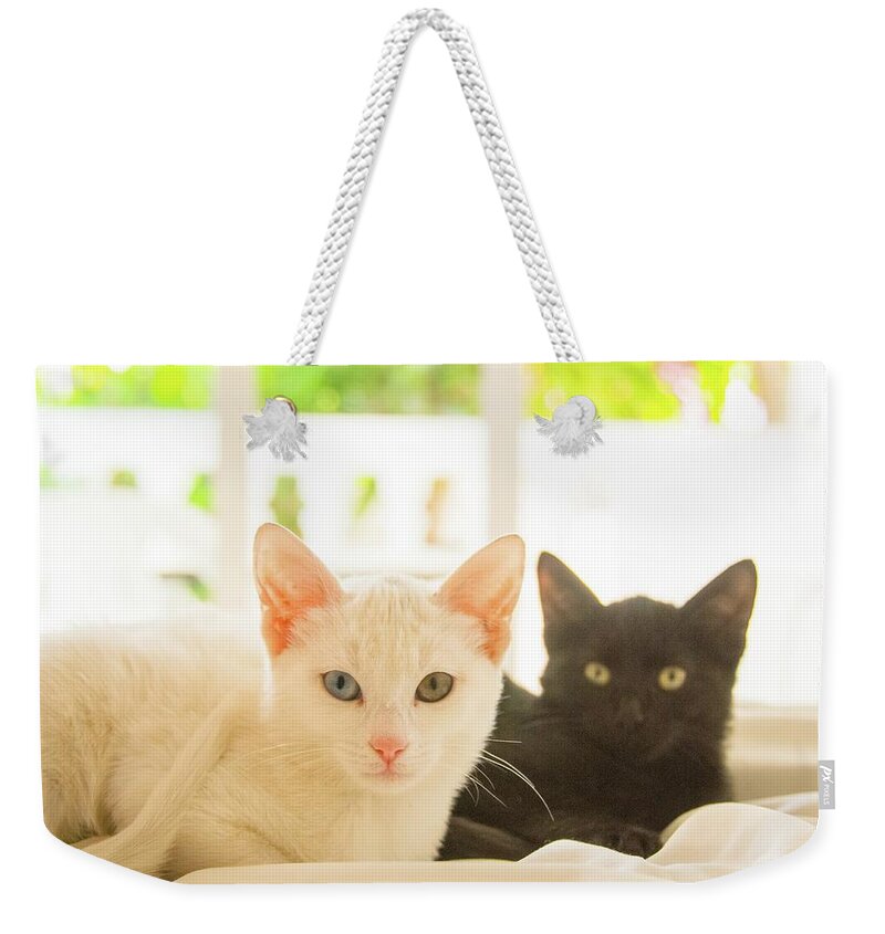 (2) Cats. One Black And One White With A Blue Eye And A Green Eye. Weekender Tote Bag featuring the photograph Ying and Yang Kitties by Tito Slack