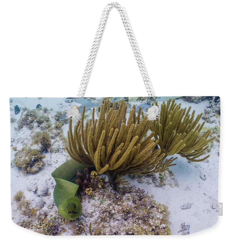 Eel Weekender Tote Bag featuring the photograph You Called? by Lynne Browne