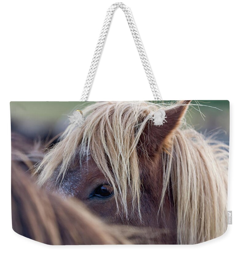 Horse Weekender Tote Bag featuring the photograph Young Horse by Arctic-images