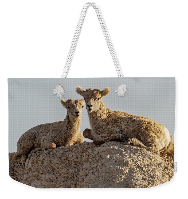 Mountain Sheep In Badlands National Park Weekender Tote Bag featuring the photograph Young Mountain Sheep in Badlands National Park by Art Whitton