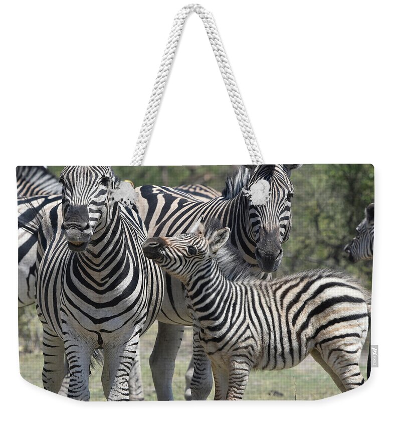 Zebra Weekender Tote Bag featuring the photograph Zebra Family by Ben Foster