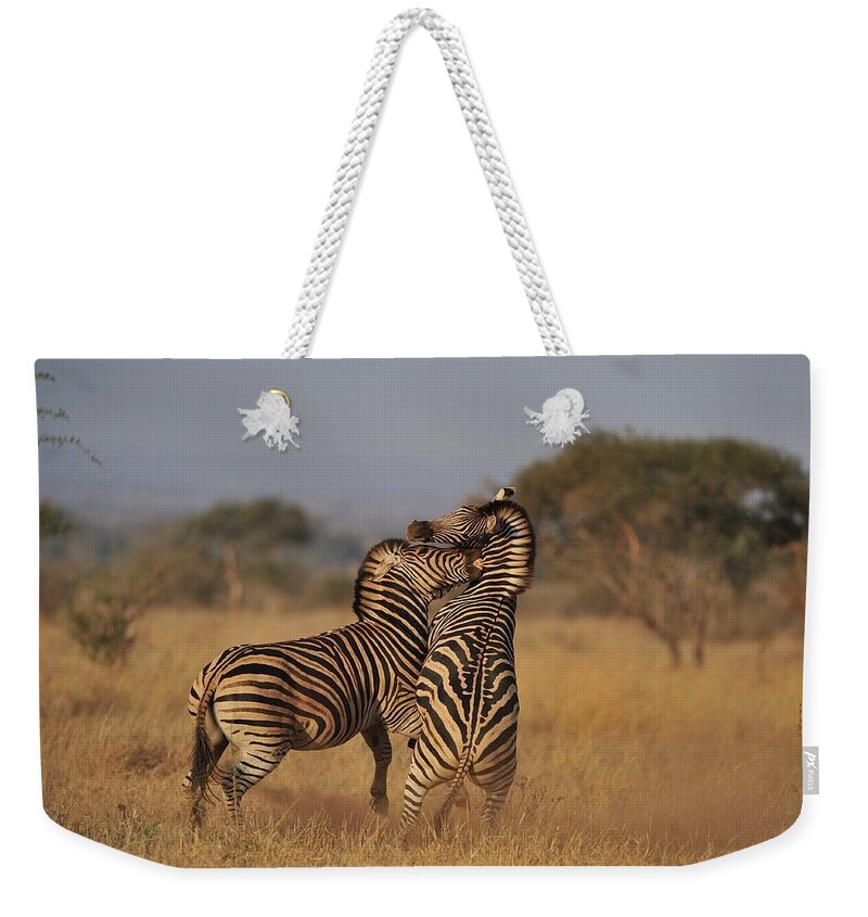 Grass Weekender Tote Bag featuring the photograph Zebra Fighting by Wild Africa Nature