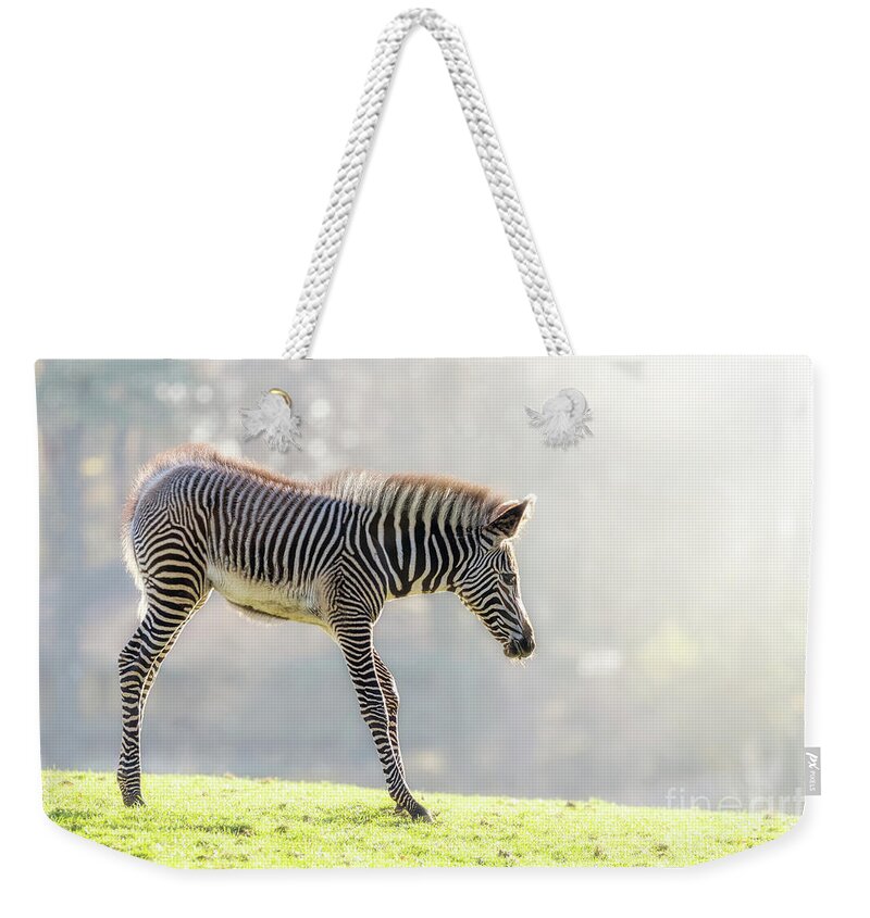 Zebra Weekender Tote Bag featuring the photograph Zebra foal in morning sunlight by Jane Rix