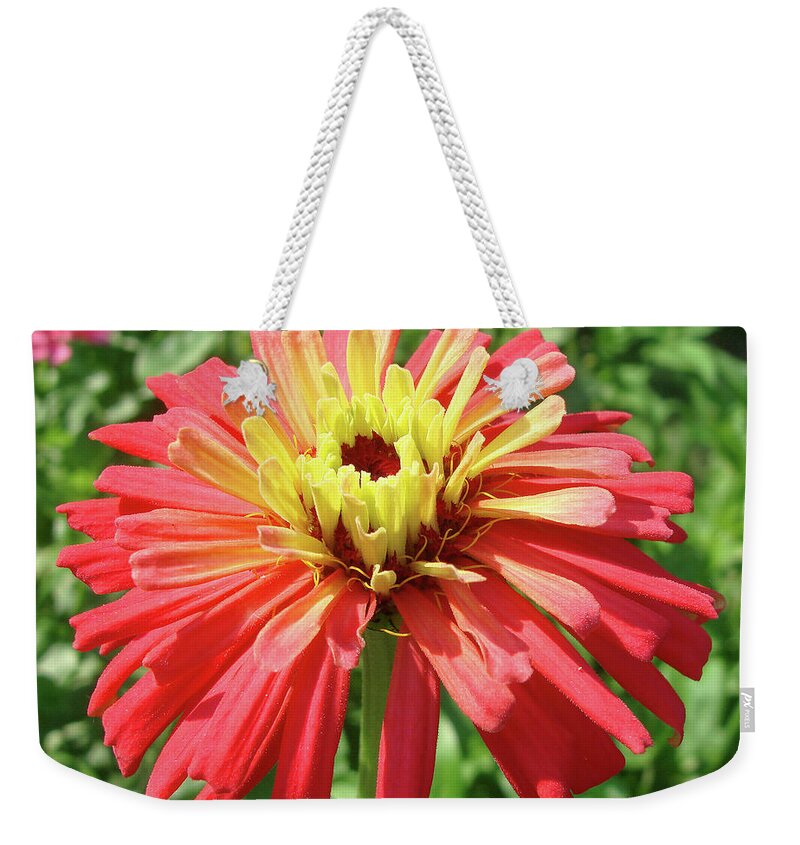 Zinnia Weekender Tote Bag featuring the photograph Zinnia 60 by Amy E Fraser