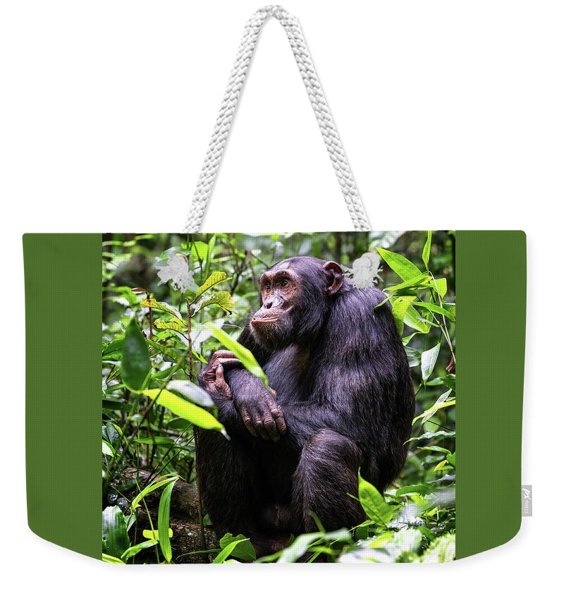 Adult Weekender Tote Bag featuring the photograph Adult chimpanzee, pan troglodytes, in the tropical rainforest of #1 by Jane Rix