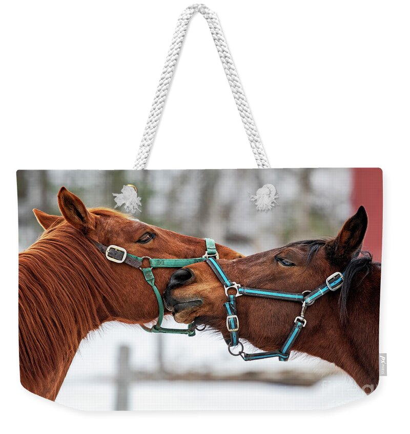 Horses Weekender Tote Bag featuring the photograph All You need is Love #1 by Nina Stavlund
