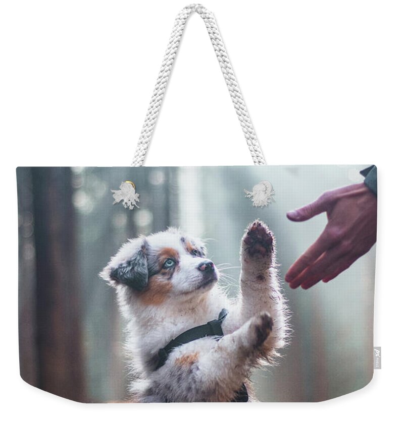 Breed Weekender Tote Bag featuring the photograph Australian Shepherd puppy by Vaclav Sonnek