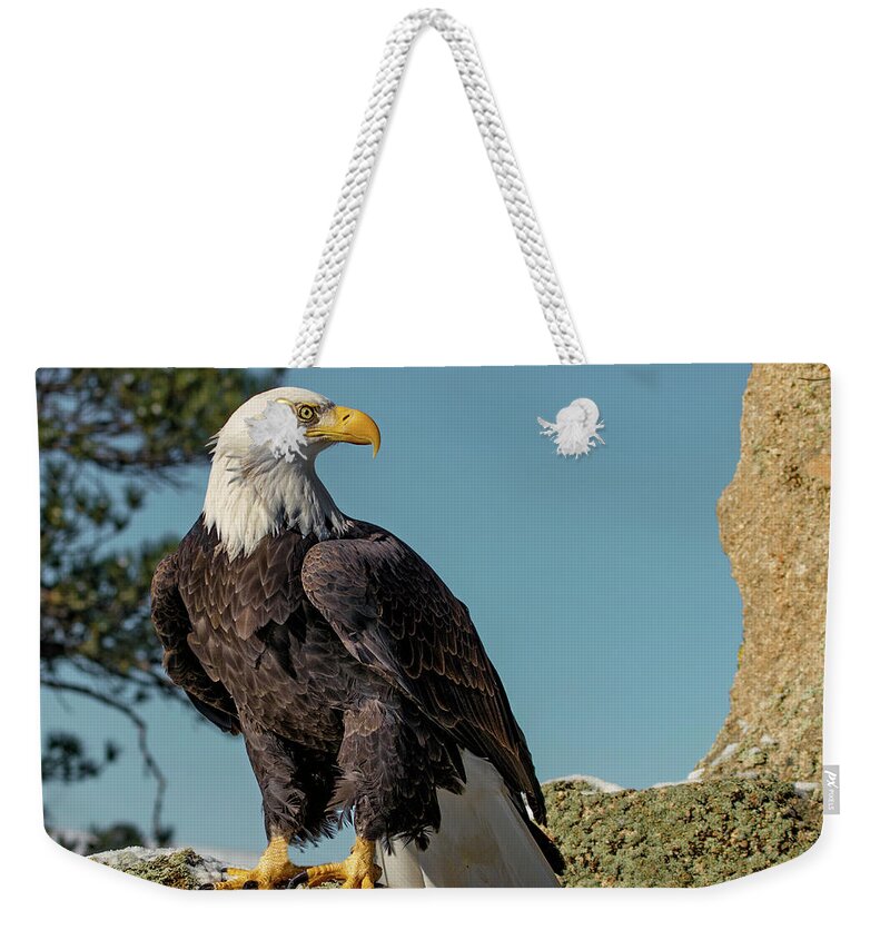 Bald Eagle Weekender Tote Bag featuring the photograph Bald Eagle on Moss Rock #1 by Dawn Key