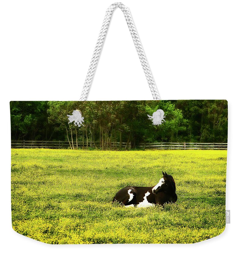 Photo Weekender Tote Bag featuring the photograph Black Pinto -1 by Alan Hausenflock