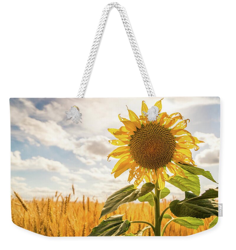 Agriculture Weekender Tote Bag featuring the photograph Blooming sunflower in rural farmland. #1 by Mike Fusaro