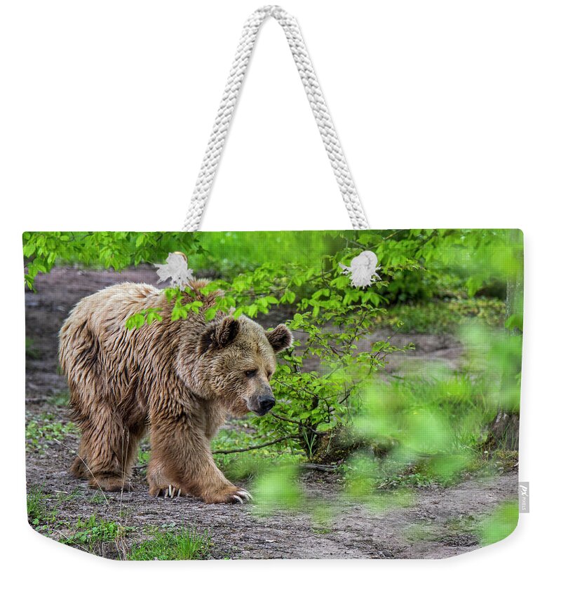 European Brown Bear Weekender Tote Bag featuring the photograph Brown Bear in Forest #1 by Arterra Picture Library