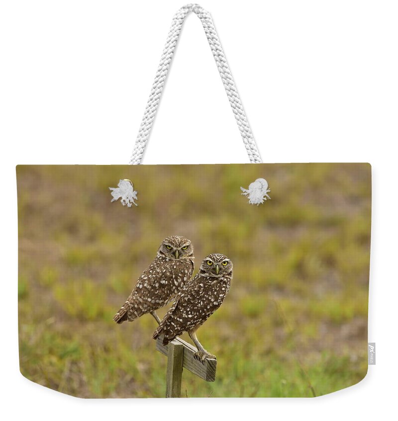 Burrowing Owl Weekender Tote Bag featuring the photograph Burrowing Owl Pair #1 by Cindy McIntyre
