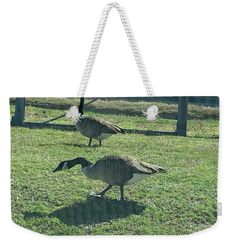 Geese Weekender Tote Bag featuring the photograph Canadian Geese #1 by Catherine Wilson