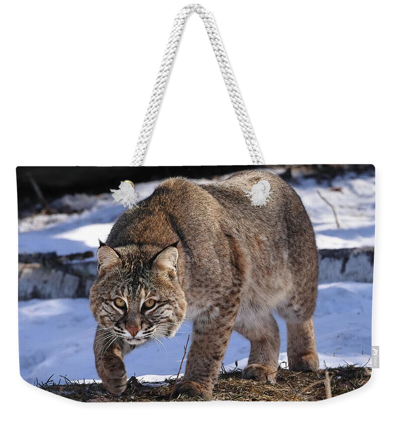 Bobcat Weekender Tote Bag featuring the photograph Cat on the Prowl #1 by Duane Cross