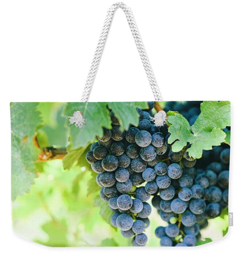 Grape Weekender Tote Bag featuring the photograph Closeup of fresh purple grape on branch in vineyard. #1 by Jelena Jovanovic