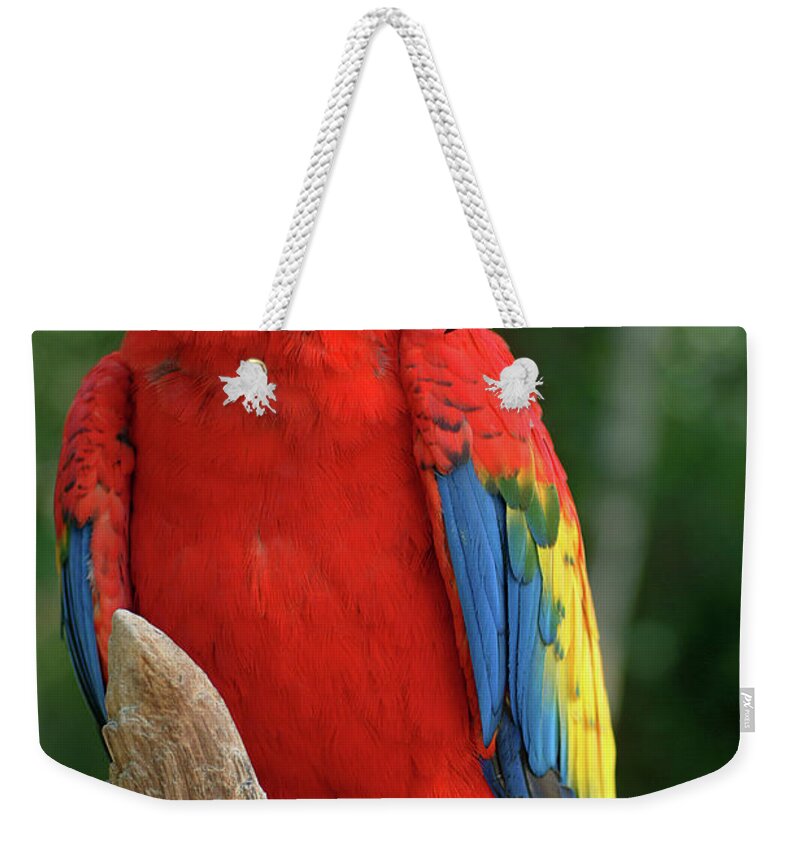 Scarlet Macaw Weekender Tote Bag featuring the photograph Colors of the Rainbow by Melissa Southern
