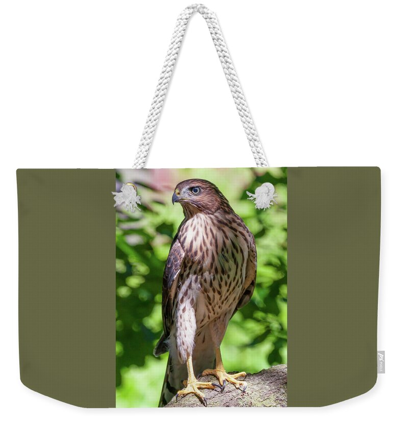 Avian Weekender Tote Bag featuring the photograph Coopers Hawk #1 by James Marvin Phelps