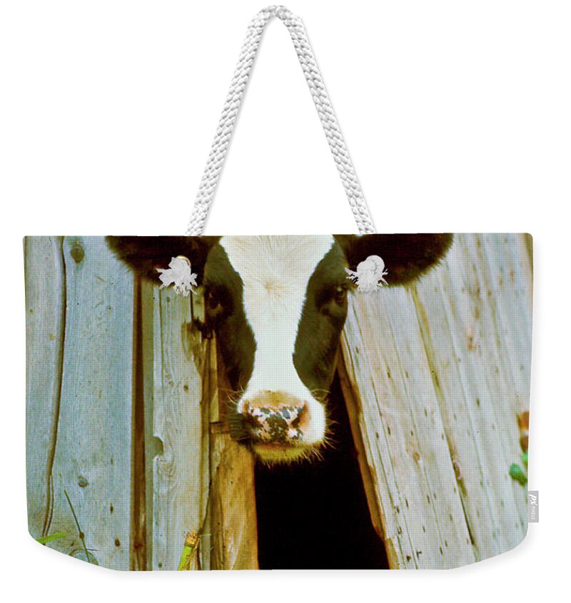 Cow Weekender Tote Bag featuring the photograph Cow Trap #1 by R C Fulwiler