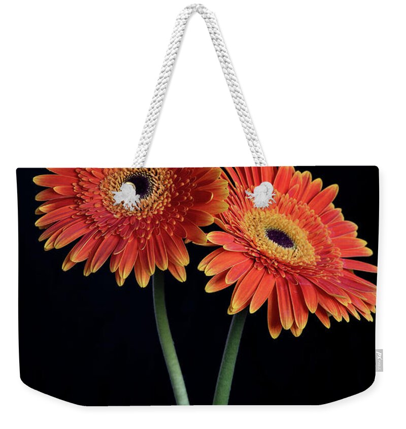 Daisies Weekender Tote Bag featuring the photograph Fresh Daisy flower isolated on black background by Michalakis Ppalis