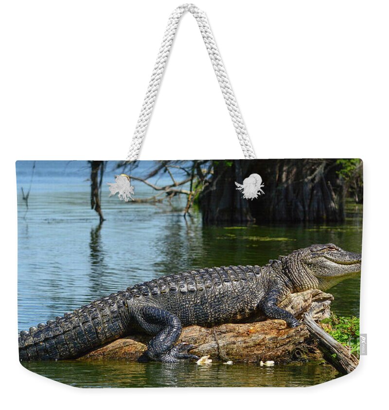 Nature Weekender Tote Bag featuring the photograph Gator at rest #1 by Barry Bohn
