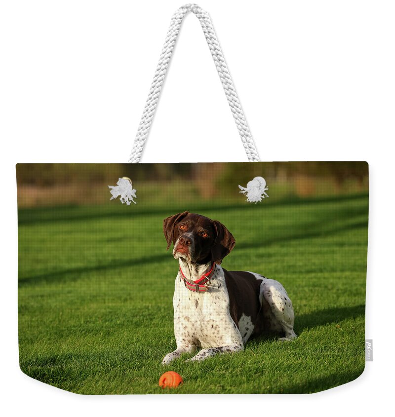 German Shorthaired Weekender Tote Bag featuring the photograph German Shorthaired Pointer #1 by Brook Burling