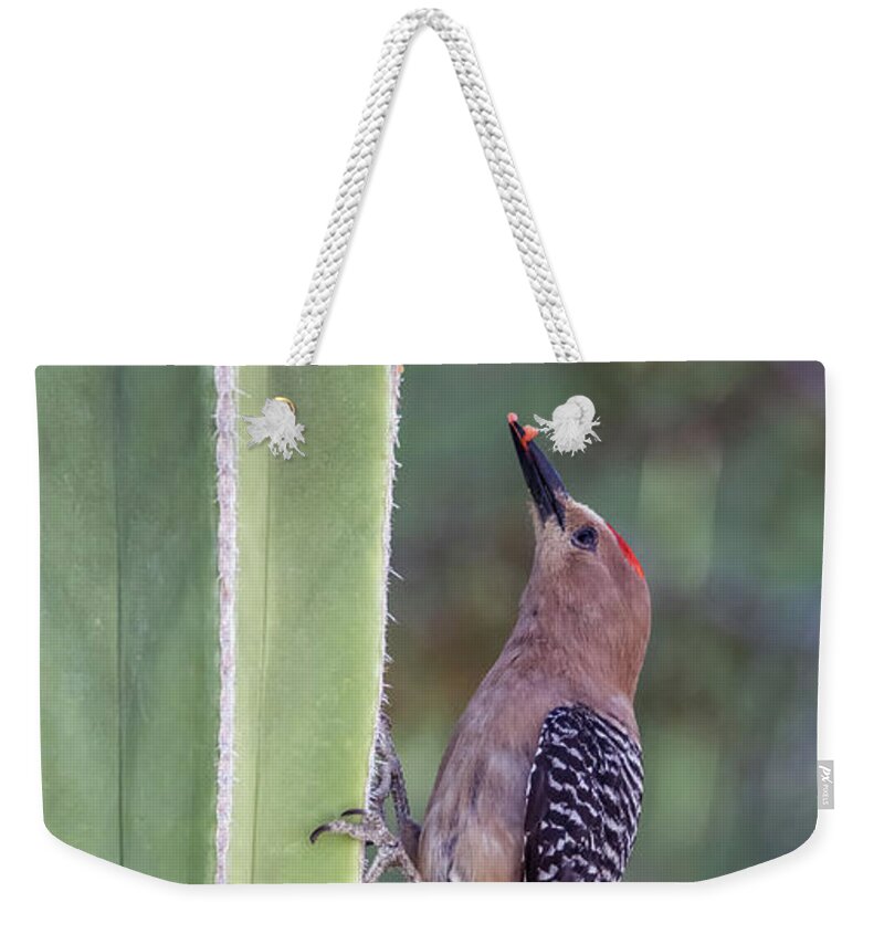 Gila Weekender Tote Bag featuring the photograph Gila Woodpecker 0547-051318-1cr #1 by Tam Ryan