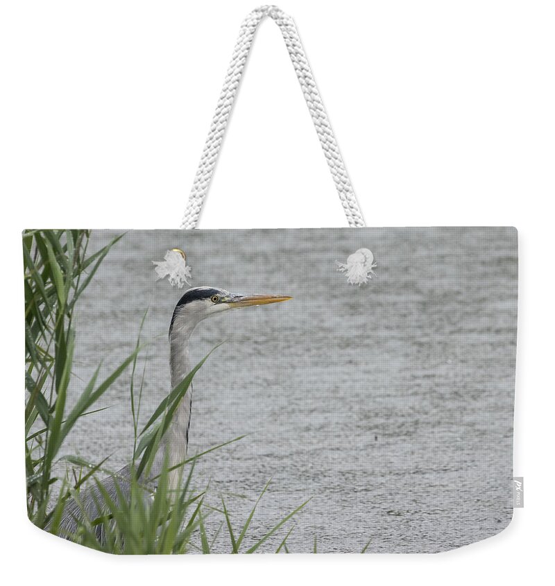 100-400mmlmk2 Weekender Tote Bag featuring the photograph Grey Heron #1 by Wendy Cooper