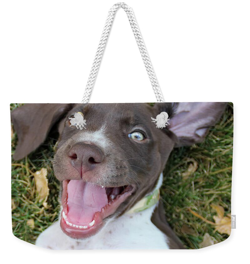 Gsp Weekender Tote Bag featuring the photograph Happy Pup #1 by Brook Burling