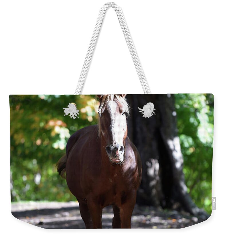 Rosemary Farm Weekender Tote Bag featuring the photograph Harper #1 by Carien Schippers