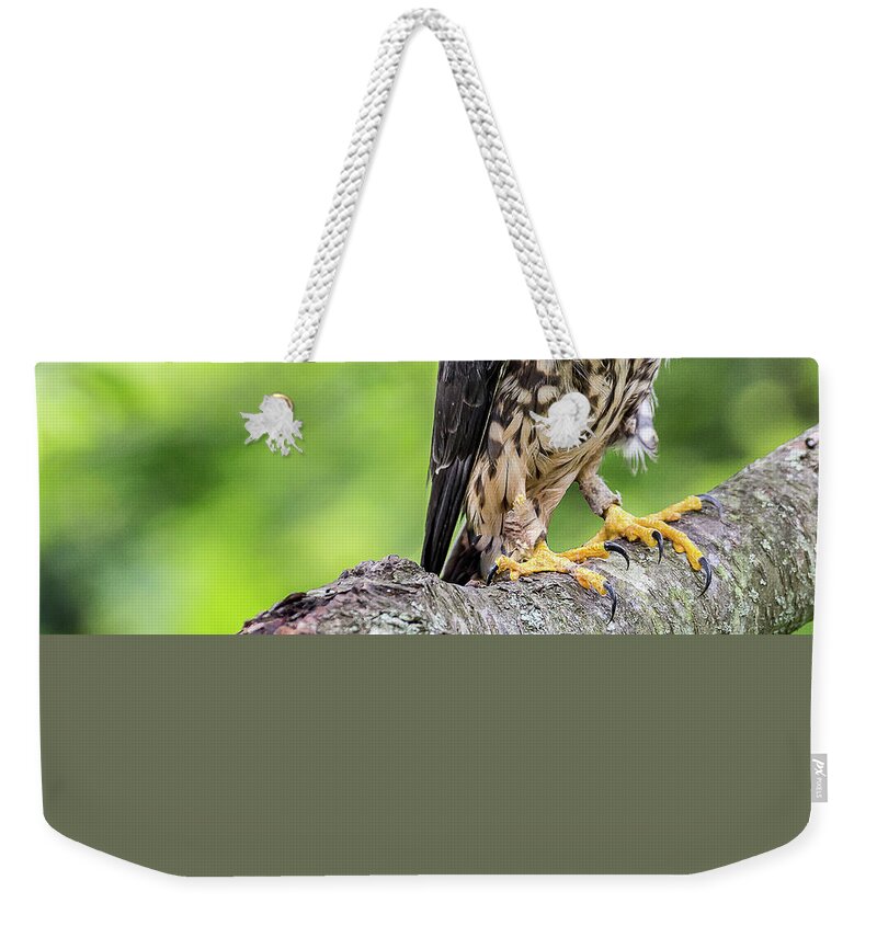 Raptors Owl Hawk Weekender Tote Bag featuring the photograph Hawk #2 by Robert Miller