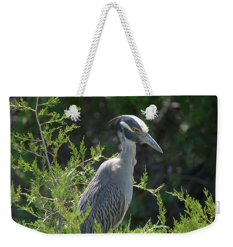 Birds Weekender Tote Bag featuring the photograph I am watching you #1 by Paul Ross